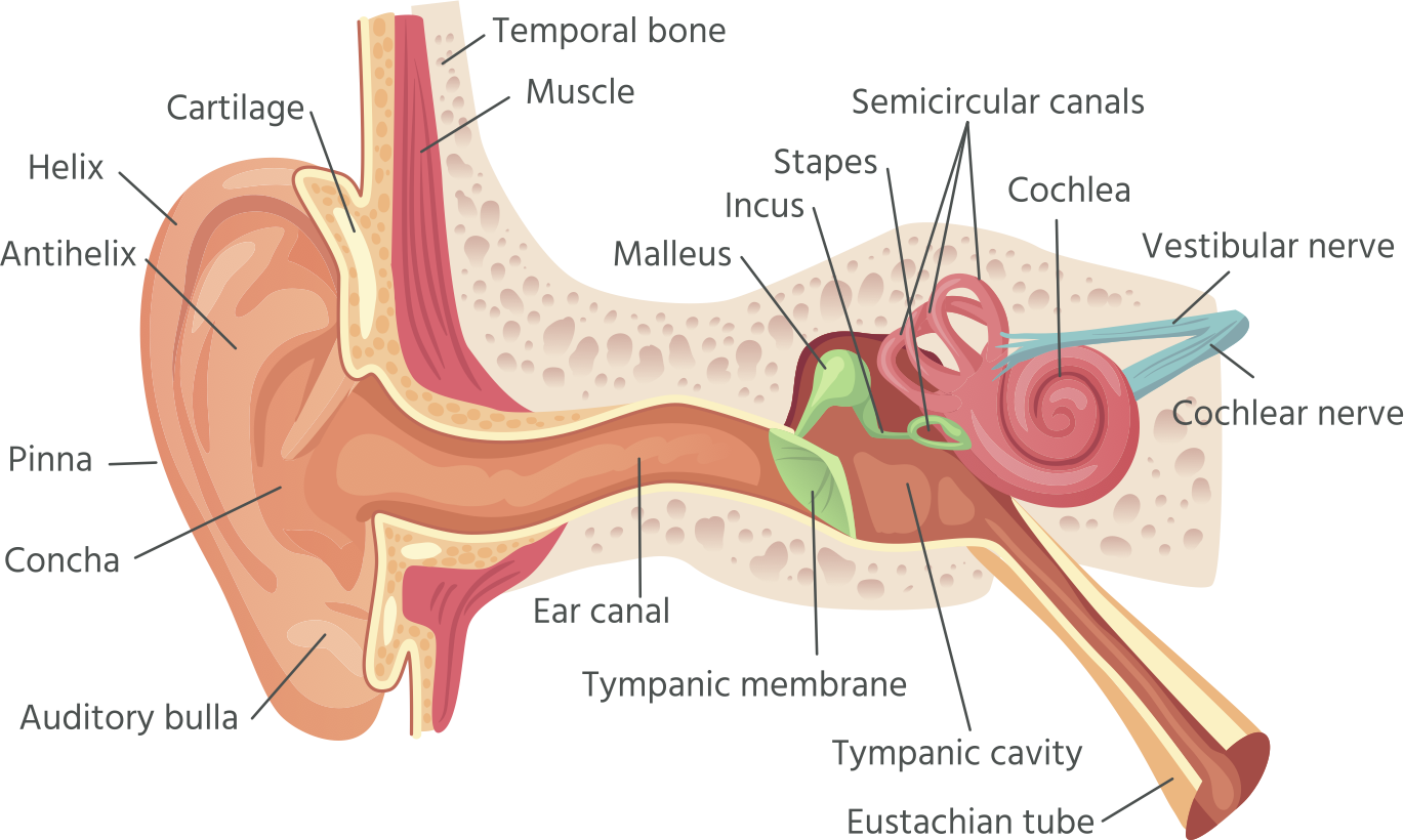 Belmatt CPD Healthcare Training Belmatt