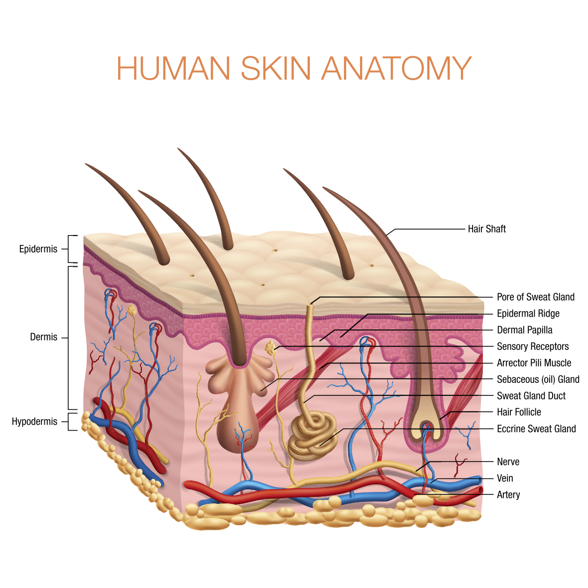 skin